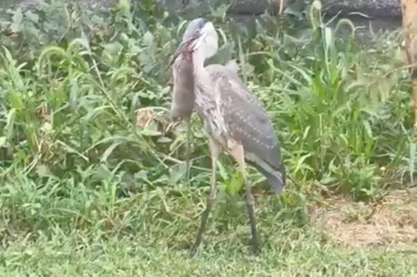 Central Park Great Blue Heron eating the rat.